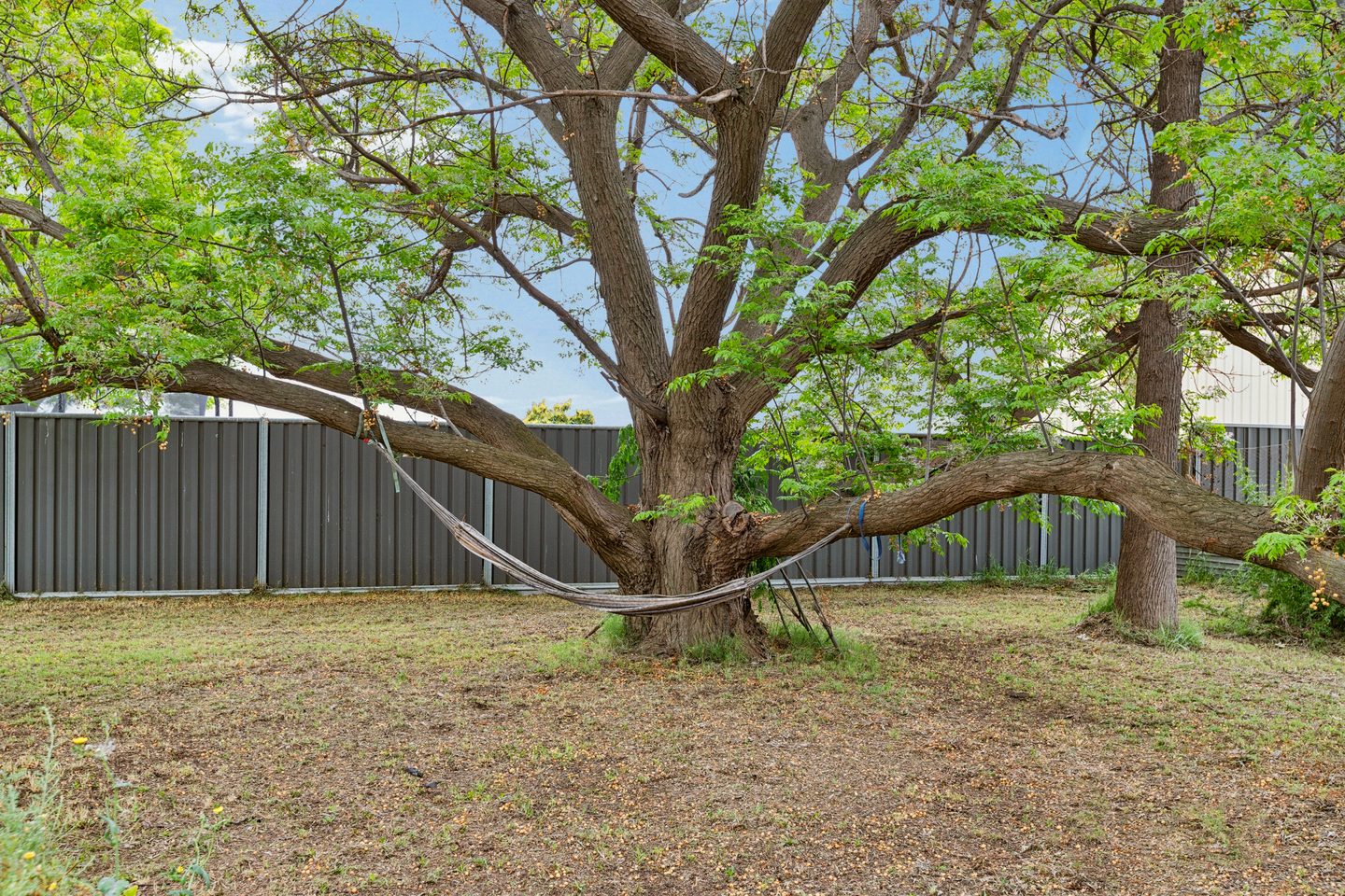An established garden tree with wide-spreading branches and a leafy canopy